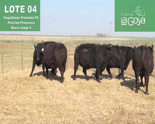 Lote VAQUILLONAS PREÑADAS PC PARICIÓN PRIMAVERA