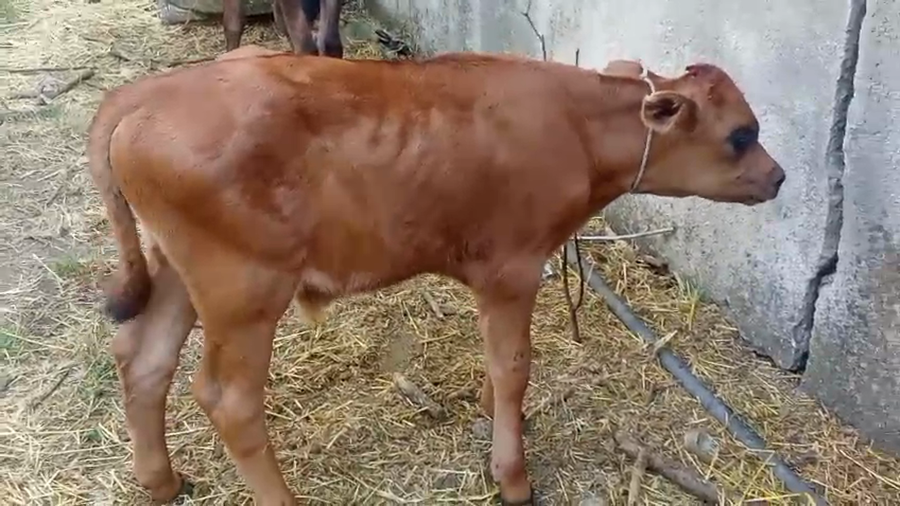 Lote 2 Terneros 80kg - , San José