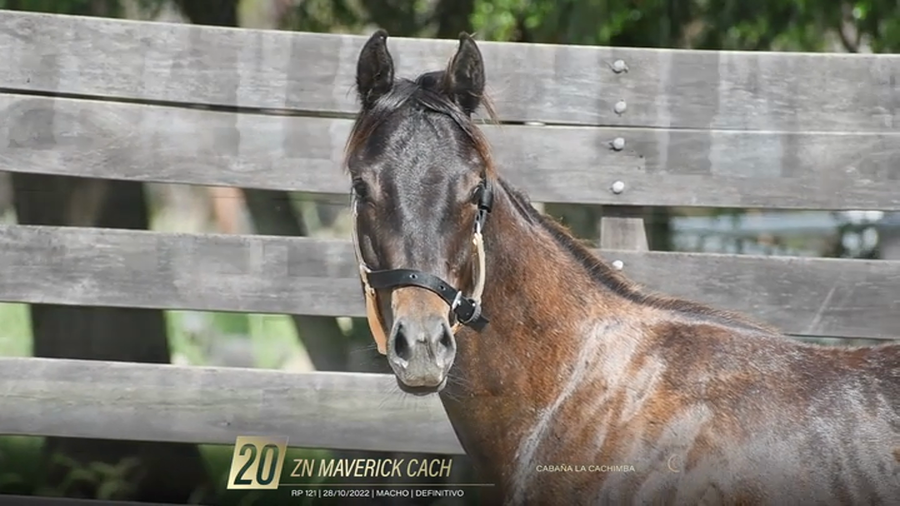 Lote Yeguarizos a remate en 6° Remate Especial de Velocidad, Montevideo