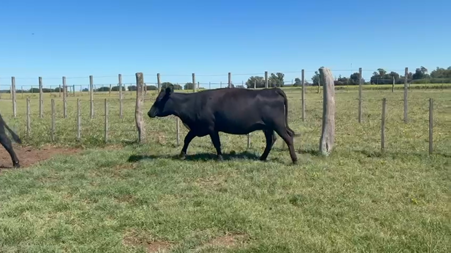 Lote 59 Vacas CON GTIA DE PREÑEZ