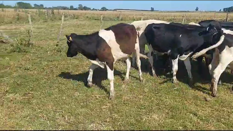 Lote 10 Terneros Holando a remate en Ultima Pantalla del Año - Escritorio Camy en Ruta 1 Km 61