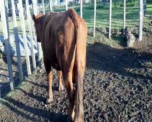 Lote 2 Toros ANGUS a remate en Pantalla Camy 450kg - , San José