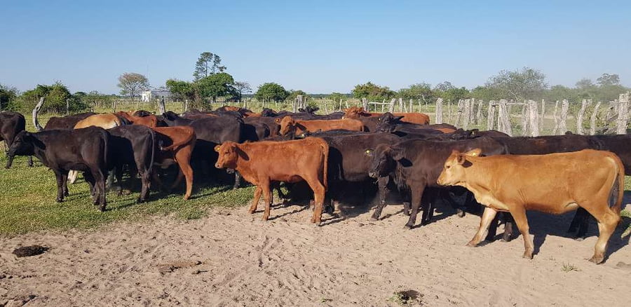 Lote 65 Terneras en Esquina, Corrientes
