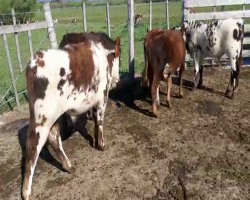 Lote Terneros