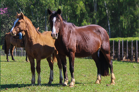 Lote CHAKE PENINSULA 4084