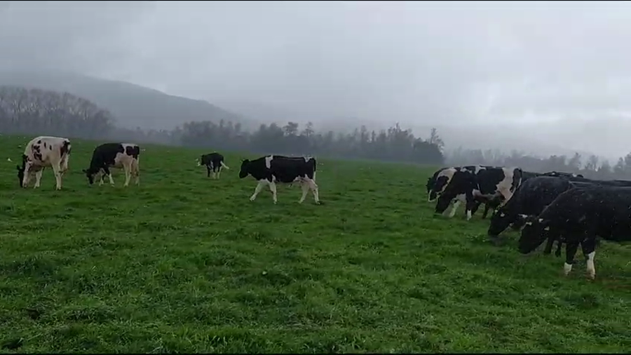 Lote 24 Novillo Gordo en Mariquina, XIV Región Los Ríos