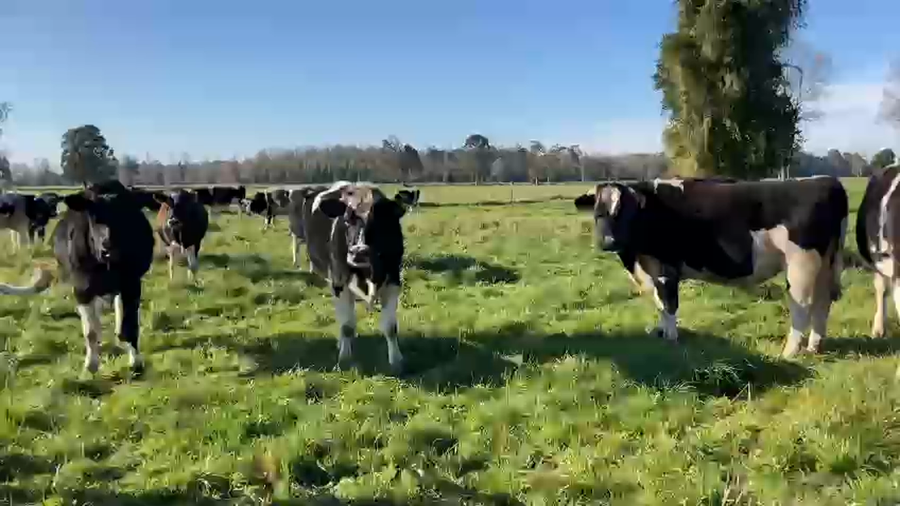 Lote 45 Novillo Gordo en Puyehue, X Región Los Lagos