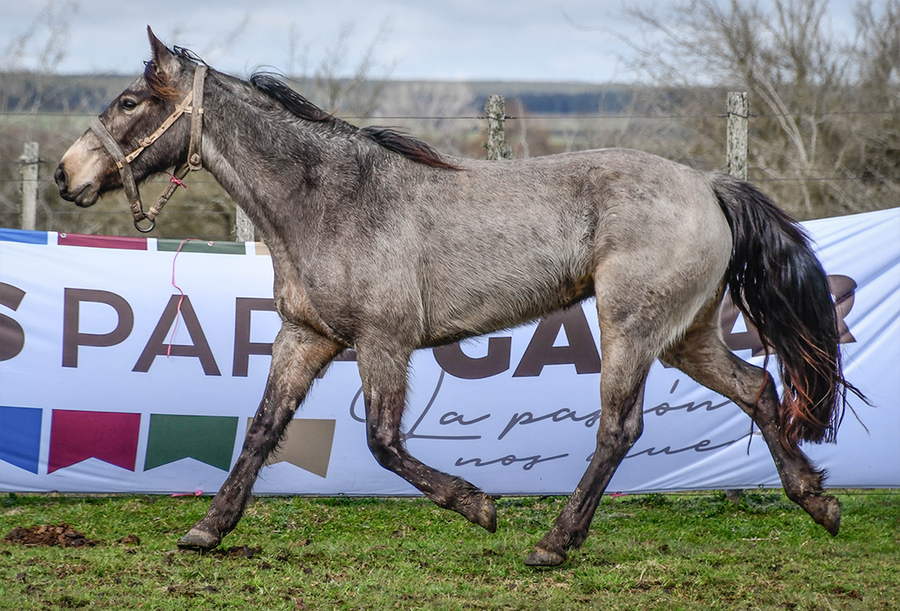 Lote GAUCHITA LA FLECHILLA