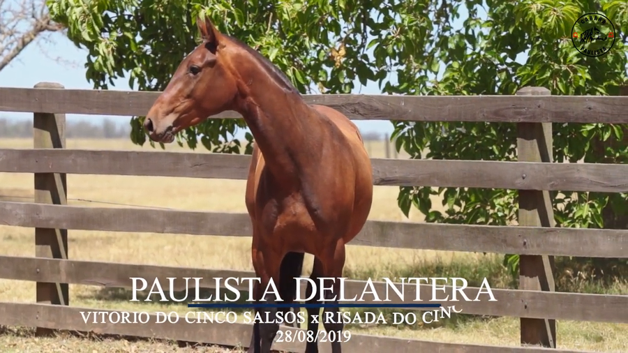Lote Paulista Delantera