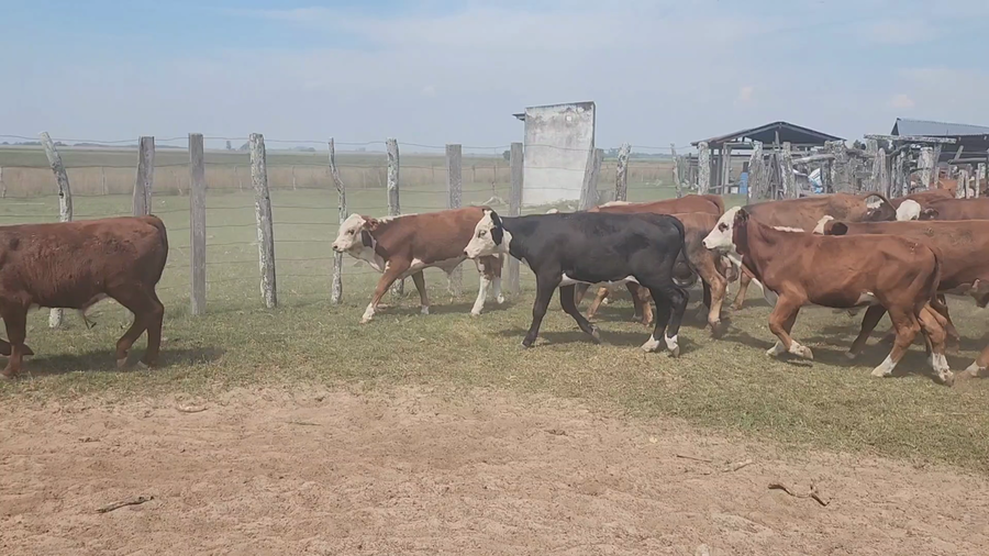 Lote 120 Terneros en Concepción, Corrientes