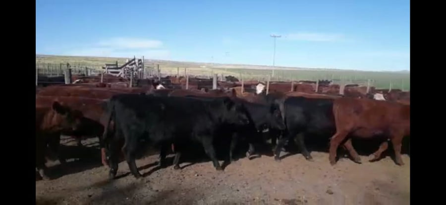 Lote Vaquillonas Angus, Shorthorn y Caretas , en Sierra de la Ventana, PBA.-