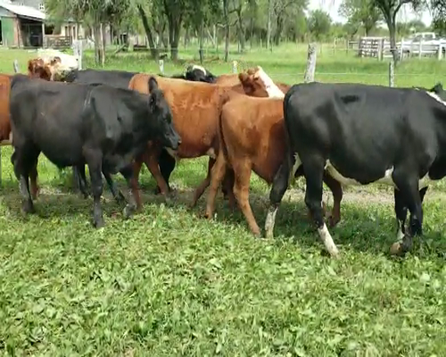 Lote 60 Novillitos y vaquillonas en Entre Ríos, Villaguay