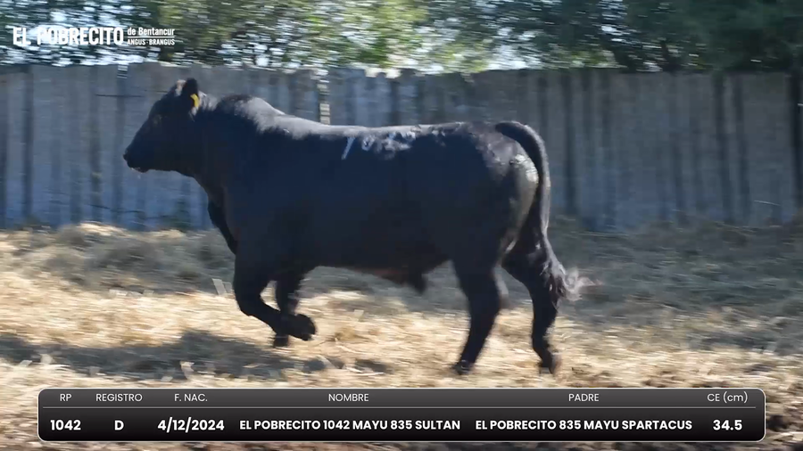 Lote Toros Brangus