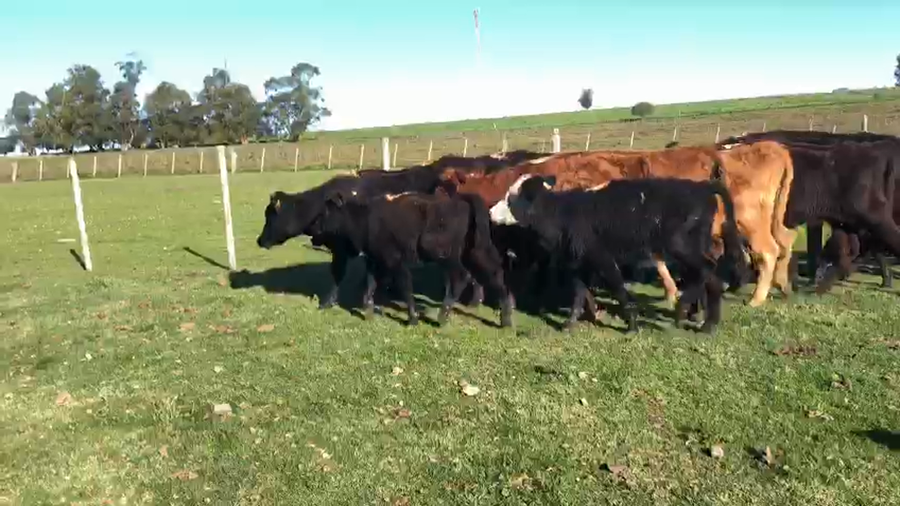 Lote 14 piezas de cria