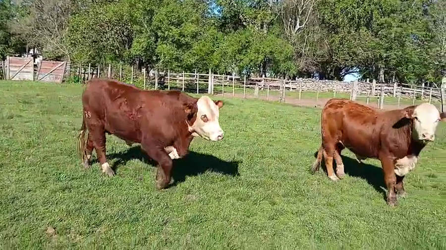 Lote 2 Toros a remate en NACIONAL BRAFORD, Artigas