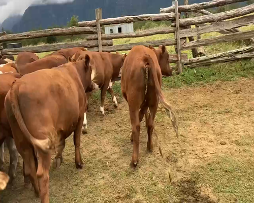 Lote 45 Novillo Engorda en Aysén, XI Región Aysén