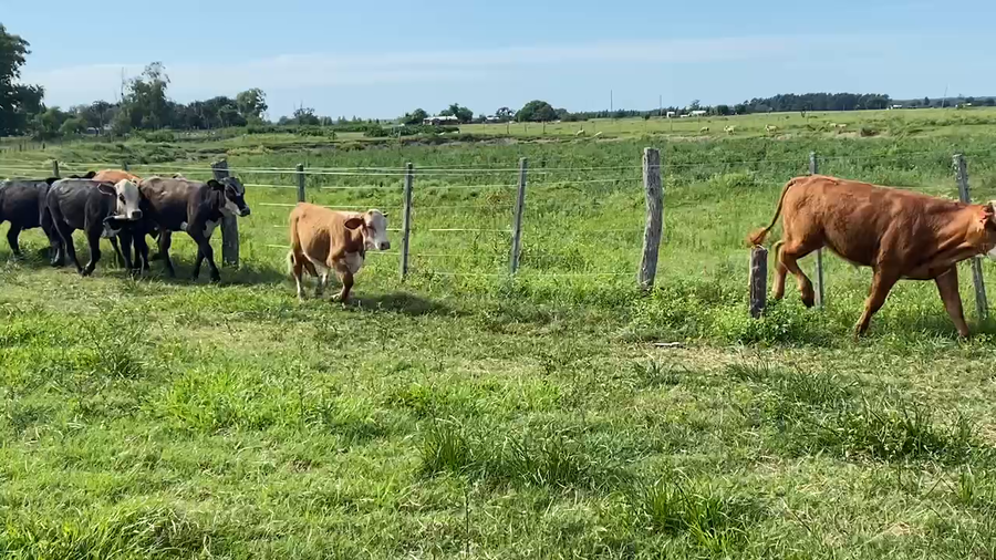 Lote 66 Terneros/as en Esquina, Corrientes