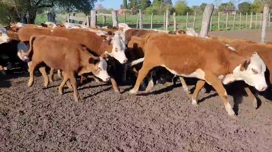 Lote 115 Terneras en Villaguay, Entre Ríos