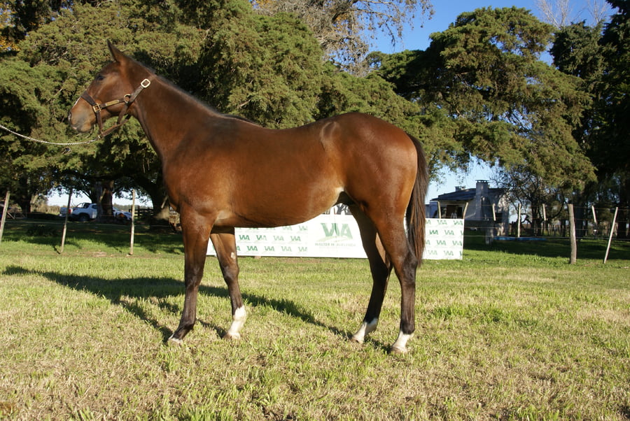 Lote BOBBY ALONG