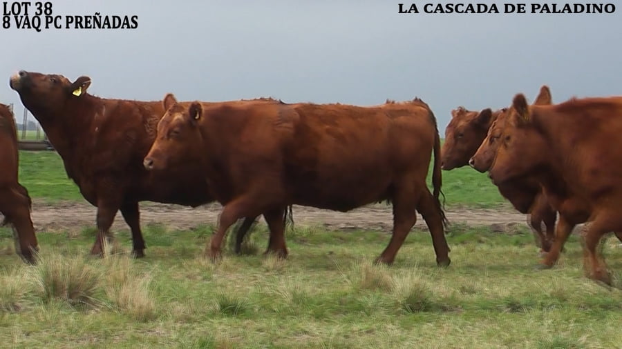 Lote VACAS PREÑADAS