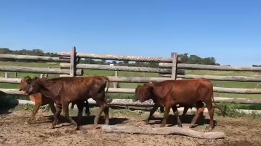 Lote 73 Terneros/as en Pirané, Formosa