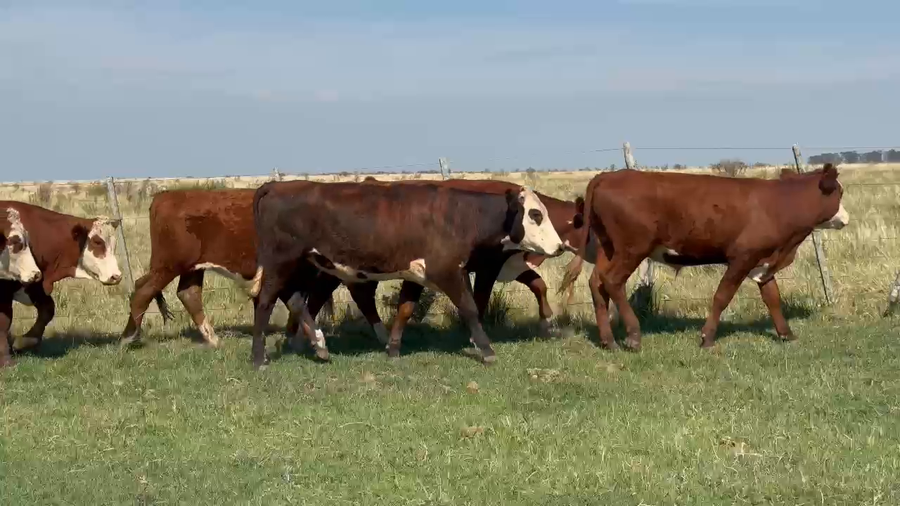 Lote 140 Novillitos en Corrientes, Curuzú-Cuatiá