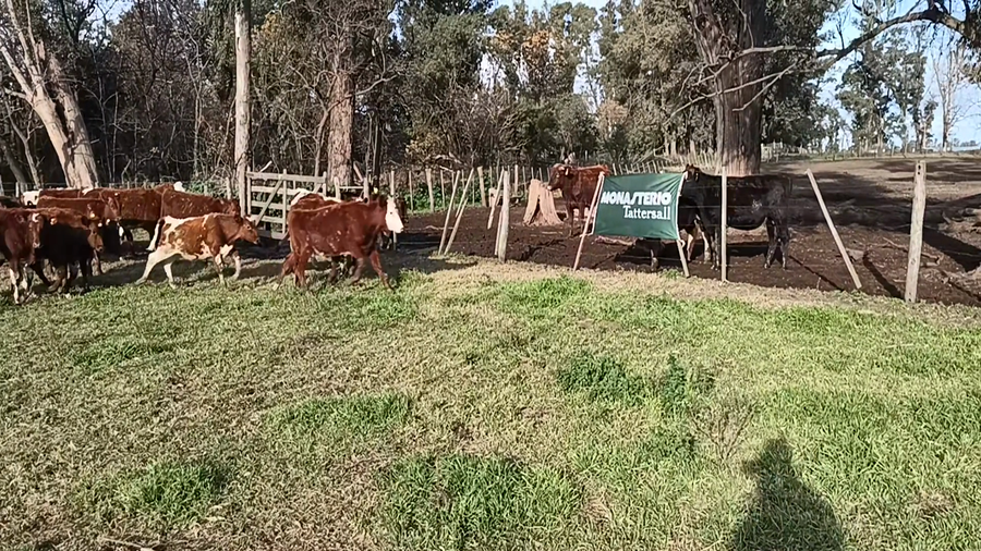 Lote 35 Terneros en Buenos Aires, 30 de Agosto