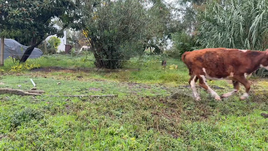 Lote TERNEROS Y TERNERAS