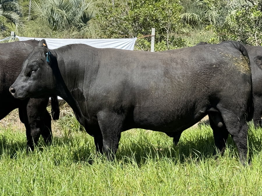Lote Toros a remate en 4º Remate Don Nestor, Rocha