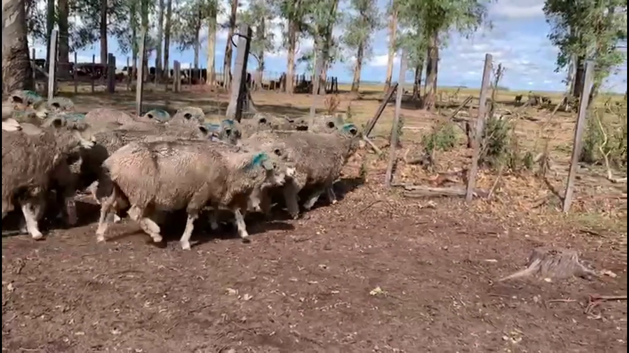 Lote OVEJAS