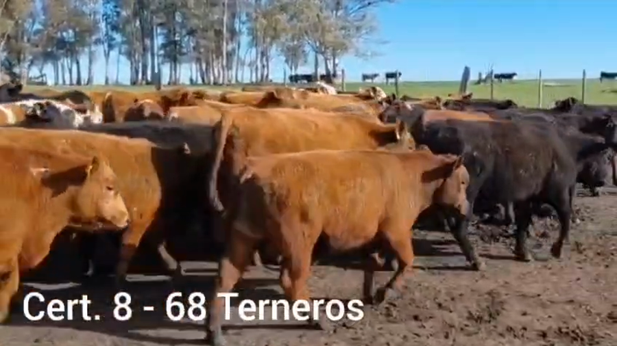 Lote TERNEROS
