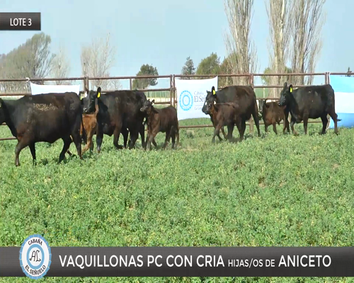 Lote 5 Vaquillona PC parida en Viamonte, Córdoba