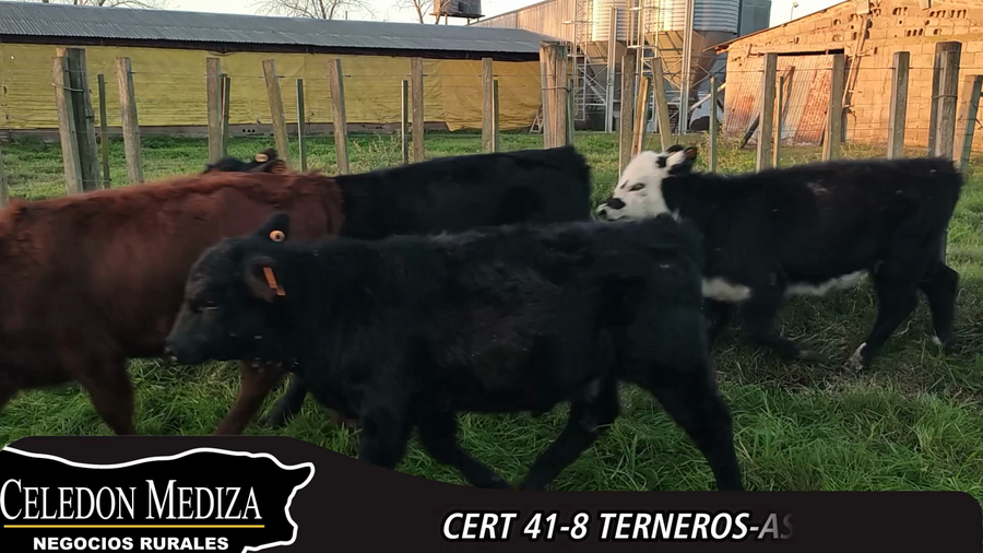 Lote 8 Terneros y Terneras en Canelón Chico, Canelones