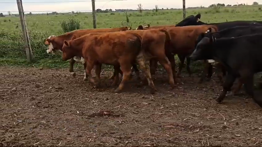 Lote TERNEROS