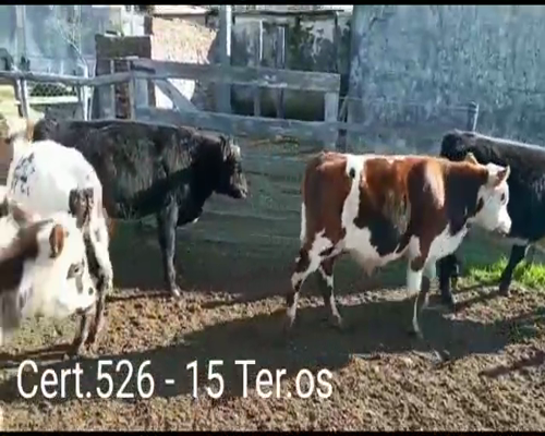 Lote (Vendido)15 Terneros 11 NO - 1HE/ AA - 3NO/ AA a remate en Remate virtual de Coco Morales & Asoc. 205kg -  en Cuchilla del Perdido a 17km de Cardona por camino vecinal.