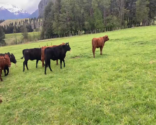 Lote 60 Ternera en Coyhaique, XI Región Aysén