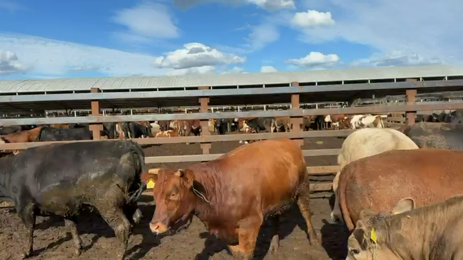 Lote 40 Vaquilla Gorda en Los Ángeles, VIII Región Biobío