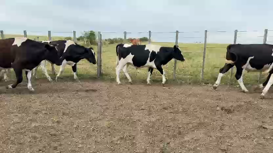 Lote NOVILLOS 1 a 2 AÑOS