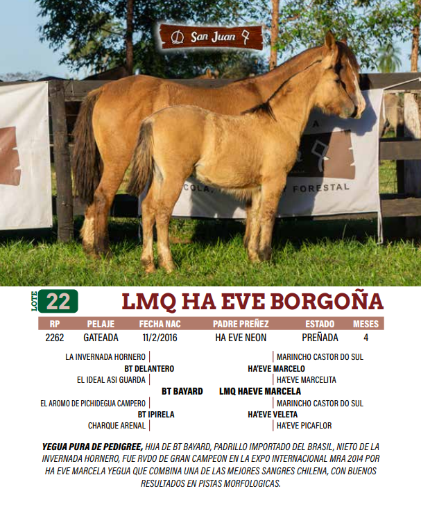 Lote LOTE 22