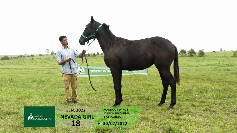 Lote NEVADA GIRL