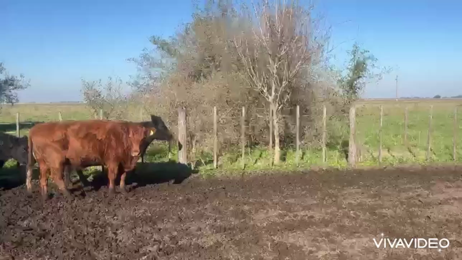 Lote 63 Vacas nuevas C/ gtia de preñez