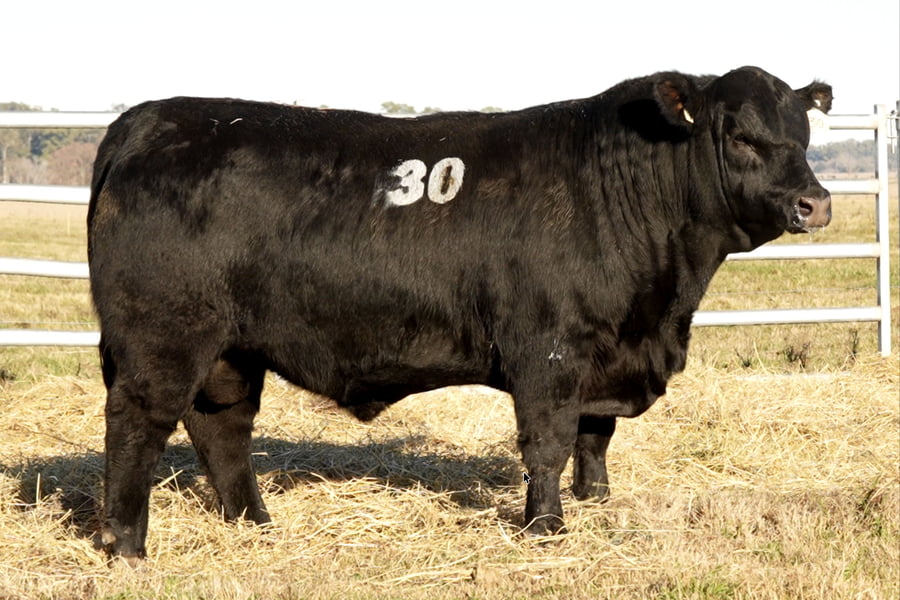 Lote TOROS ANGUS PUROS CONTROLADOS