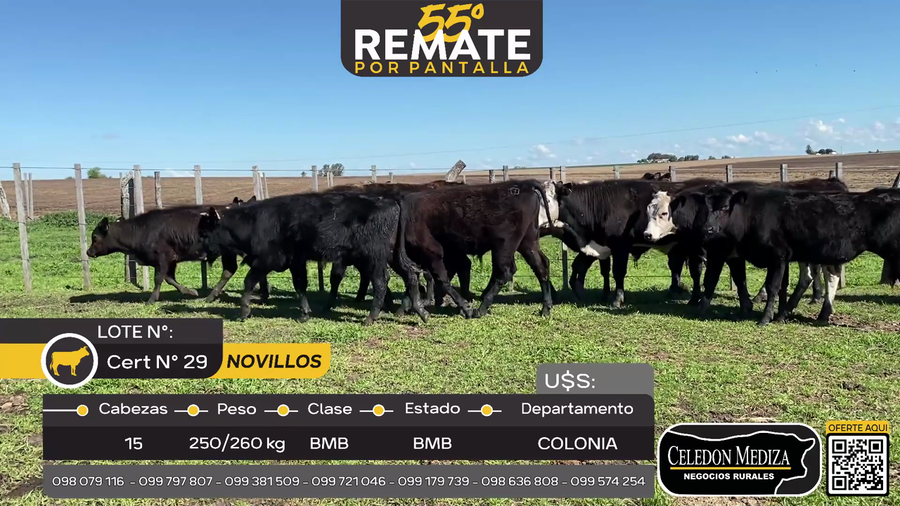 Lote 15 Novillos en San Pedro, Colonia