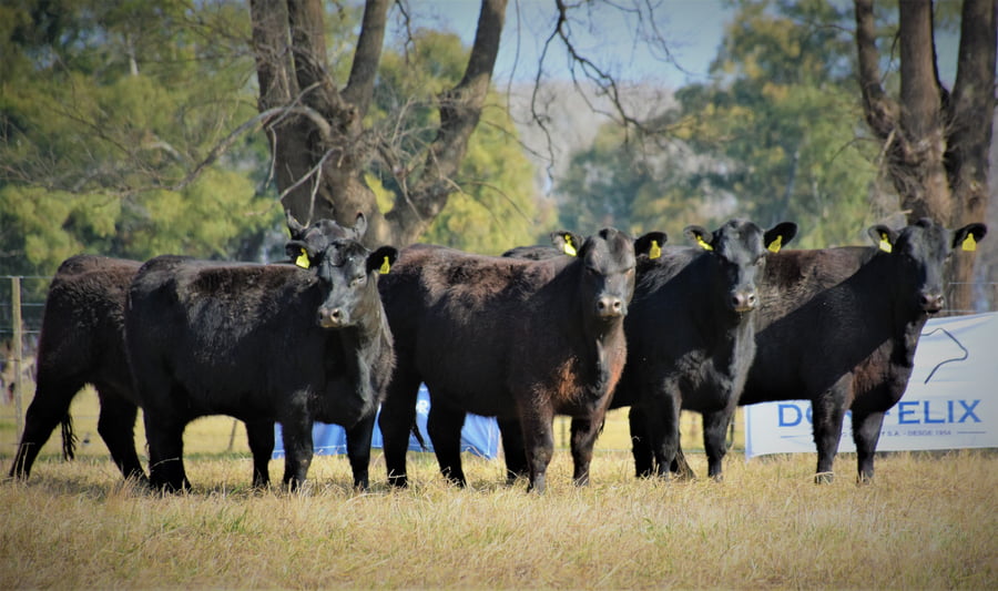 Lote "Cabaña ""Don Felix"" Vaquillonas PC"