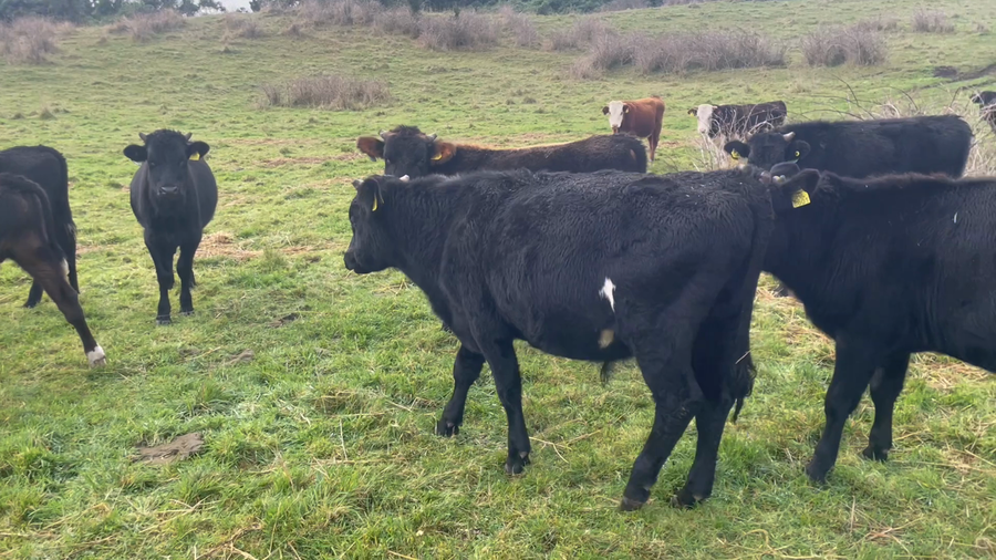 Lote 40 Novillo Engorda en Puerto Varas, X Región Los Lagos