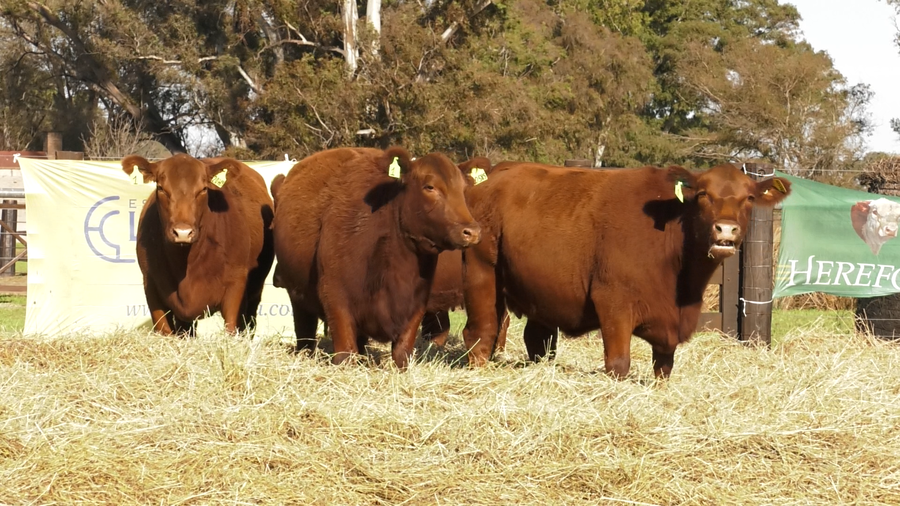 Lote VACAS SEGUNDA PARICION ANGUS PURO CONTROLADAS