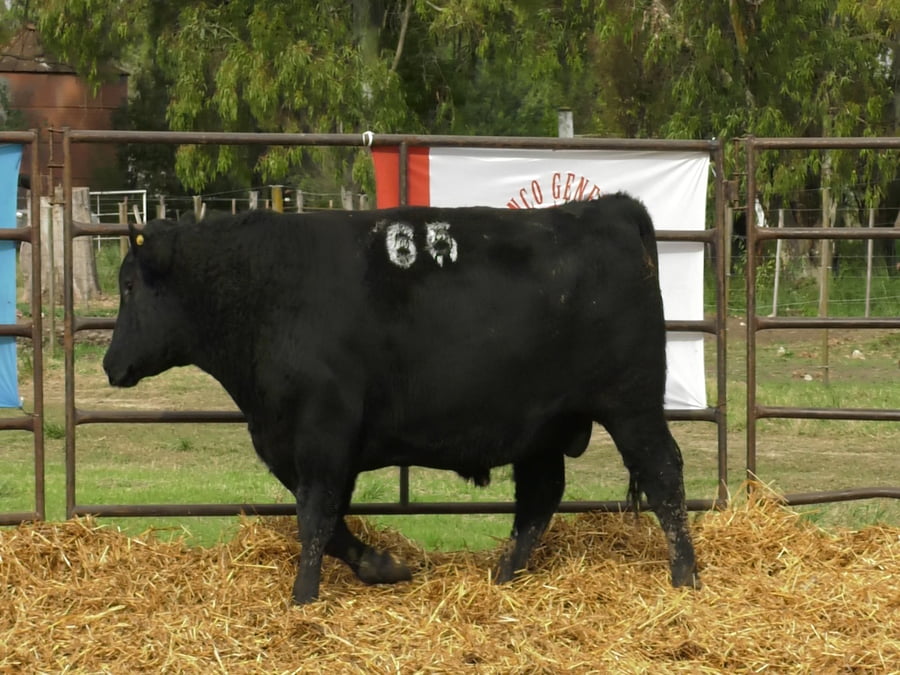 Lote TOROS ANGUS NEGROS PC