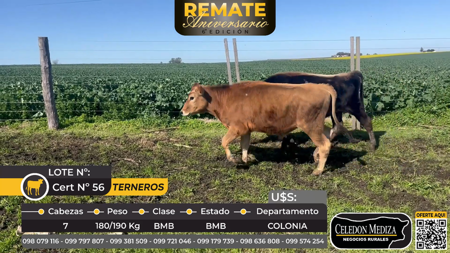 Lote 7 Terneros en La Horqueta, Colonia