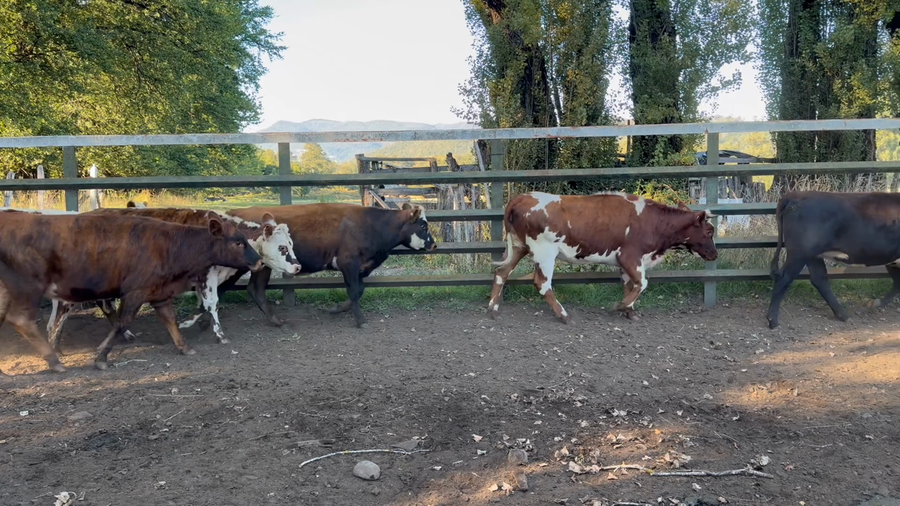 Lote 43 Vaquilla Engorda en Curacautín, IX Región Araucanía