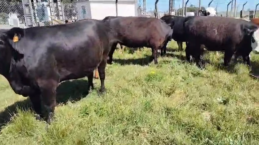 Lote 11 Vaquillonas  a remate en Pantalla Camy, San José